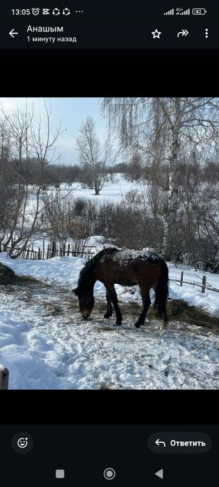 Жылқы сатылады семіз ұстағаннан да қолайлы
