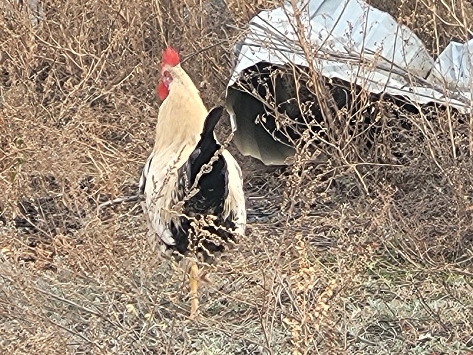 Қыздың мысығын артынан жалайды