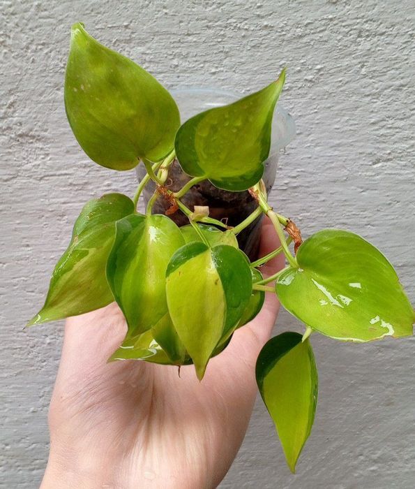 Филодендрон Бразил. Цветы для дома и офиса