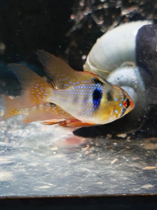 Vietăți acvariu Ciclide German blue Ram