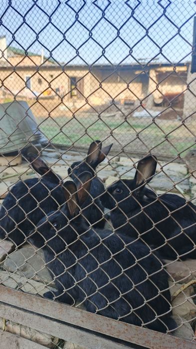 Flandir zotdor quyonlar