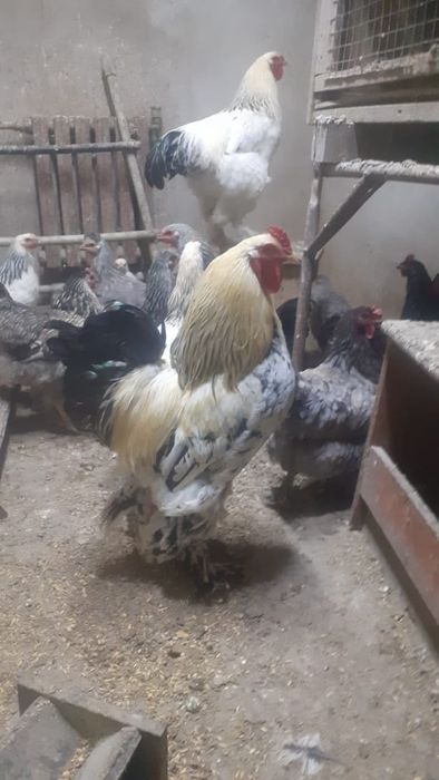 Петушки Брама Крупные