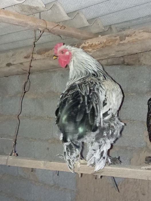 Қораз сатылады  Брама