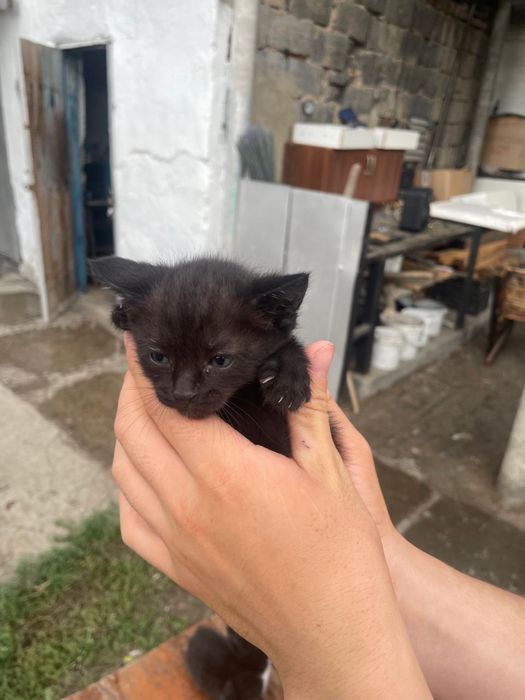 Отдам котят в хорошие руки
