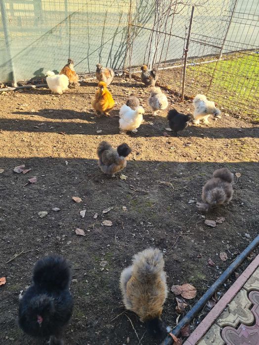 Perechi matase japoneza