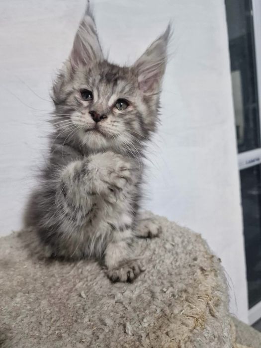 Котята Мейн кун гиганты