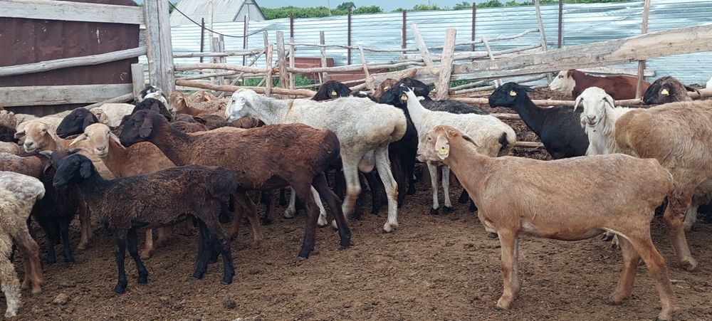 Продам гисара кошкар