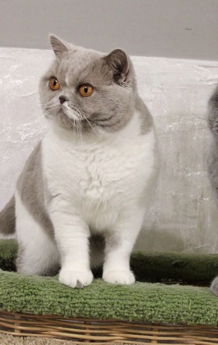Британский котенок мальчик 1,5 месяца