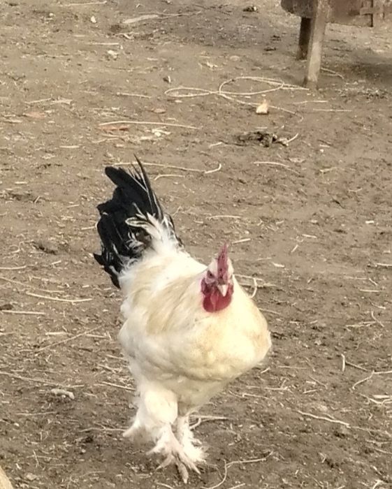 Қораздар бар 6-7 шт