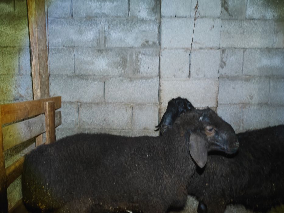 Семіз екі қошқар бар