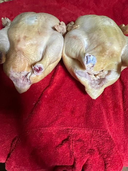 Продам жирных домашних курочек