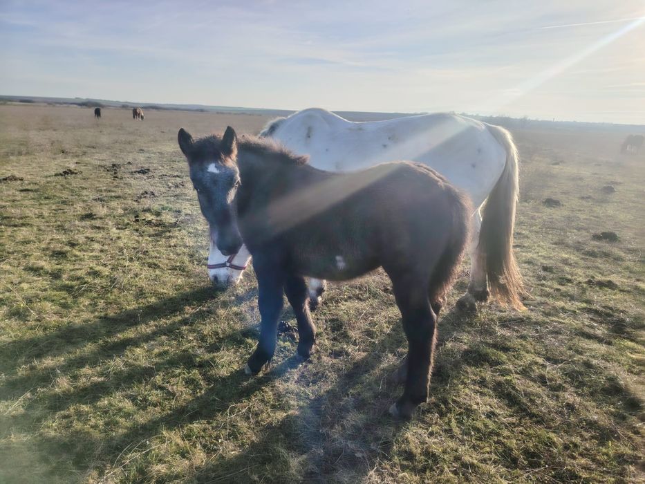 Manz de 5 luni rasa noriker din parinti cu pedigree