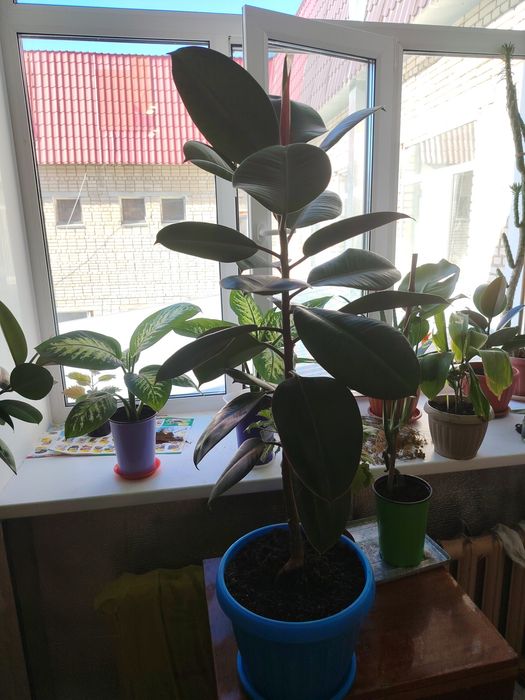 Продам комнатные цветы