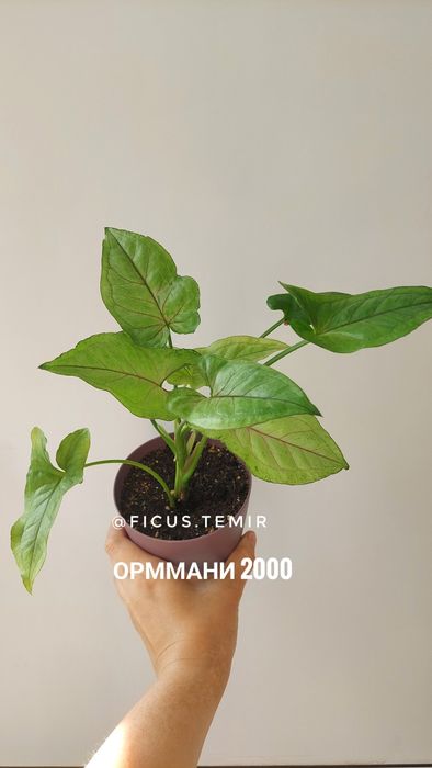 Сортовые сингониумы