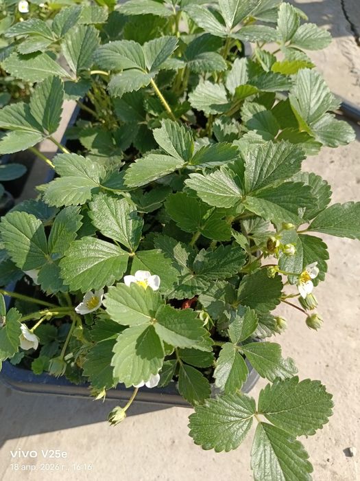 Клубника көшеттері