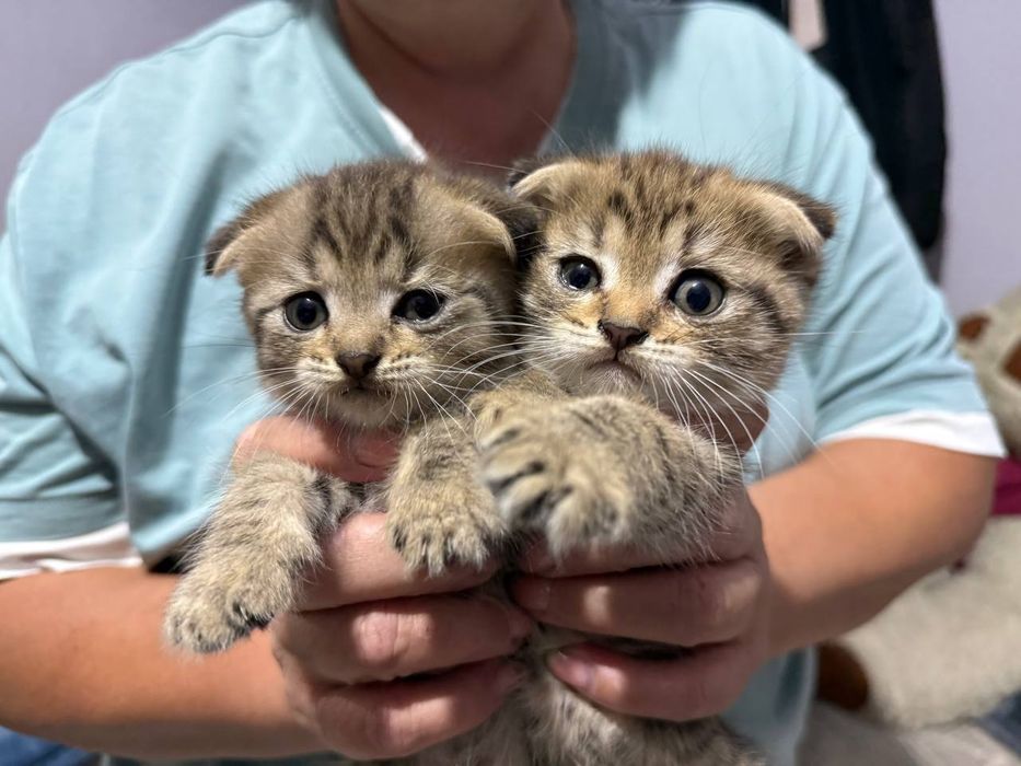 Вислоухие котята