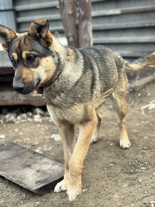 Собка-девочка Альфа ищет семью.