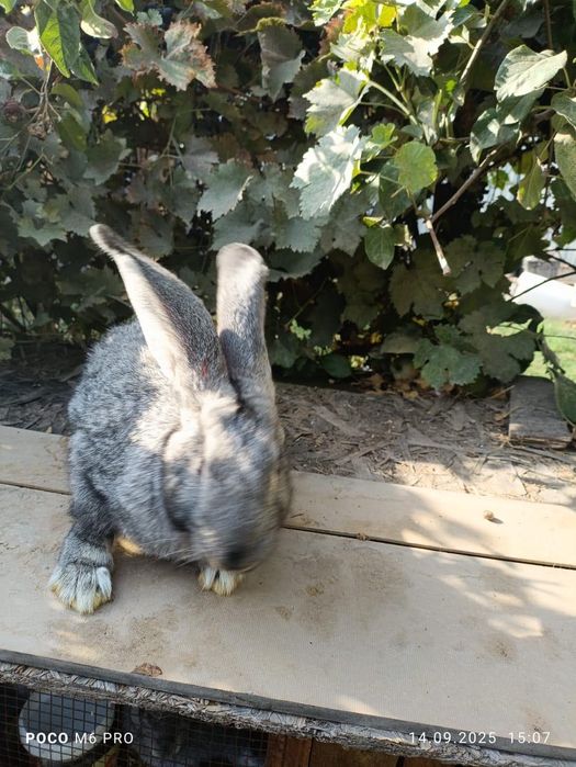 Кролики в продаже