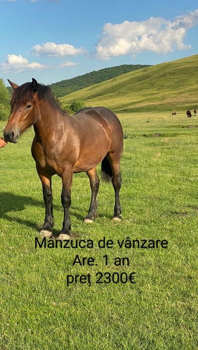 Căi de vânzare  tineri