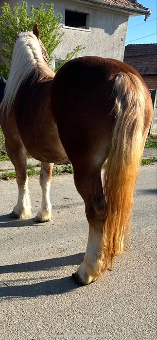 De vanzare manza de 4 ani fara defecte invatata la trasura si calarie