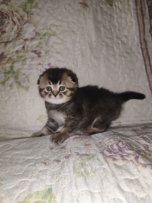 продам девчоку шиниллу скоттиш фолд