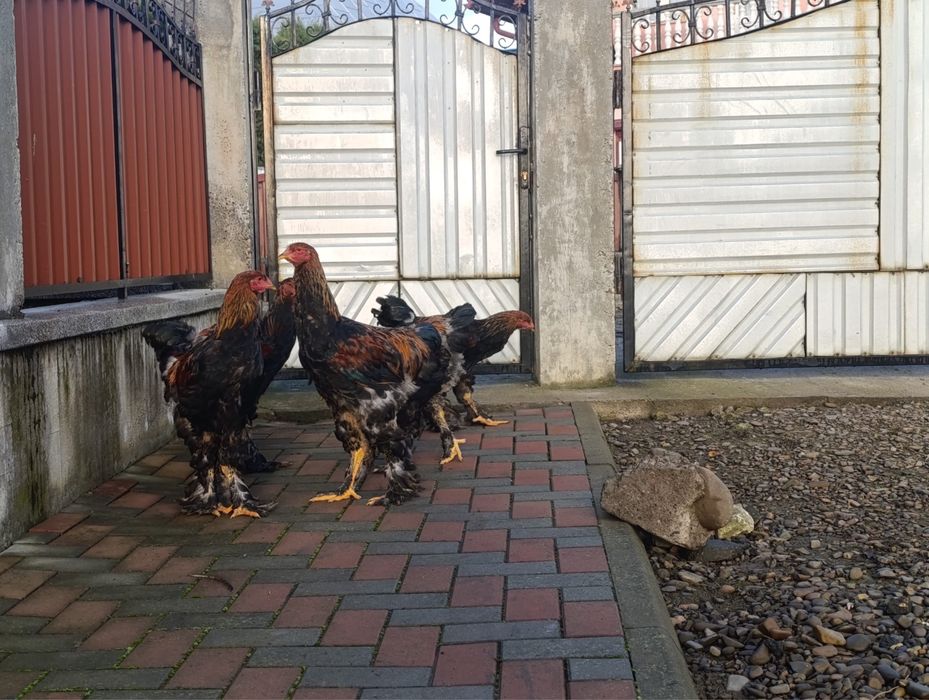 Vand cocosi Brahma portelan / cocosi Italieni