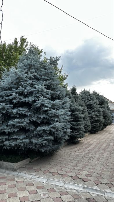 Продам Голубые Ели. Крупномеры от 5 до 8 метров.