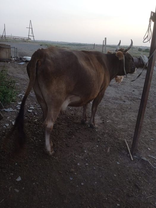 Продам коров, Алатауские