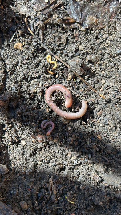Продаю дождевого червя