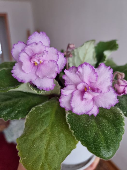 Фиалки красивые,