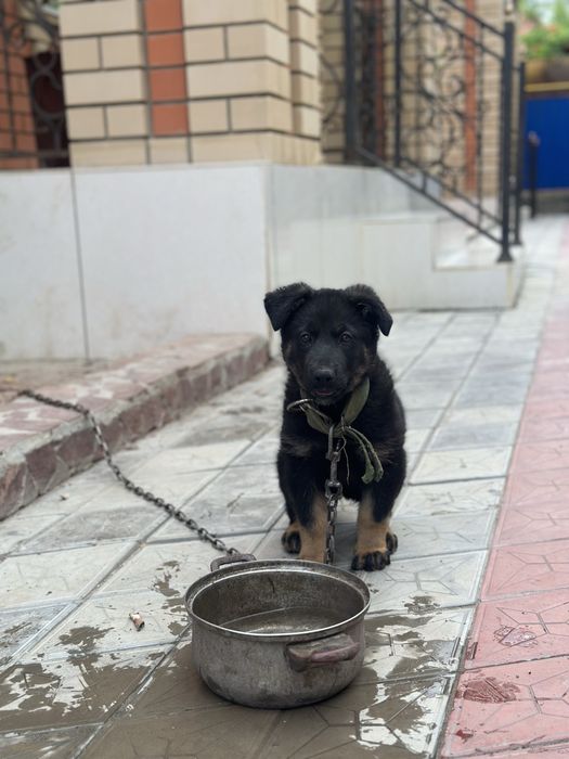 Овчарка немецкий