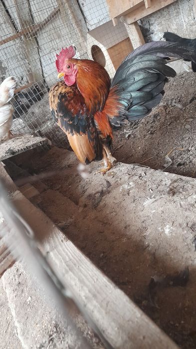 Серама хуроз сотилади