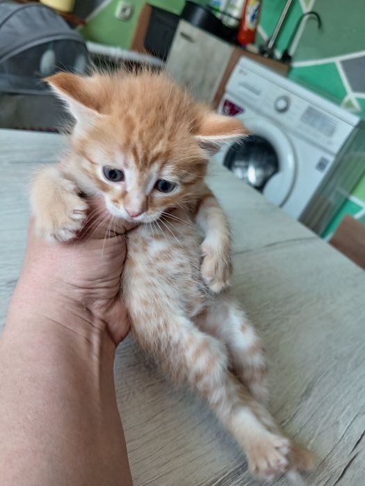 Отдадим котят в добрые руки