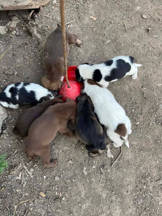 Donam cățeluși metiș