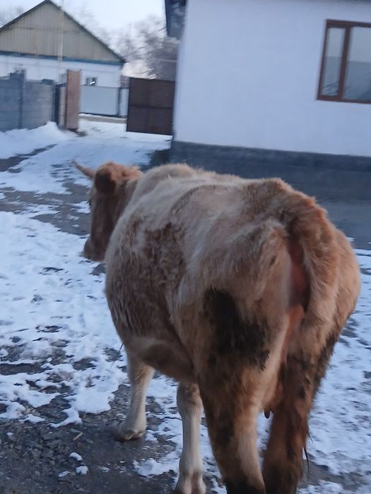 Ассалаумагалейкум сиыр сатылады