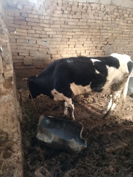 Дойная корова с теленком