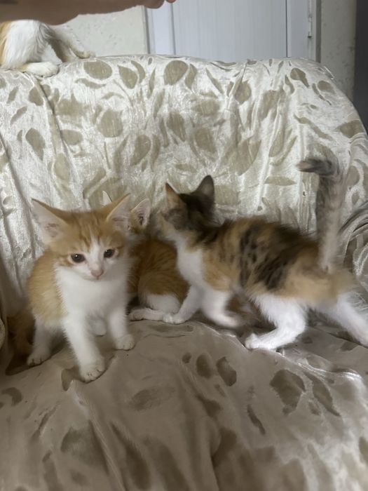 Отдам котят в хорошие руки
