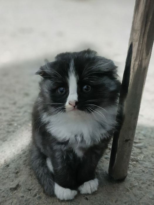 Mushuk bolalari 1.5 oylik bittasi  Котята в возрасте 1,5 месяцев один