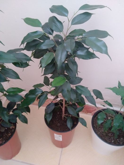 Продам комнатные цветы!