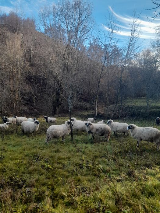 Vnd oii bune de lapte si tinere