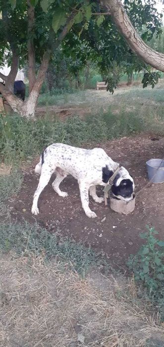 Алабаи сатылады.