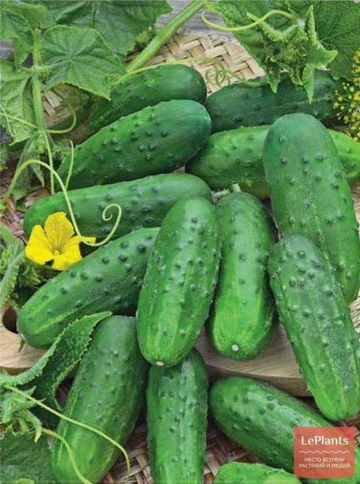 Bodring. Kunlik yangi bodiringlar.