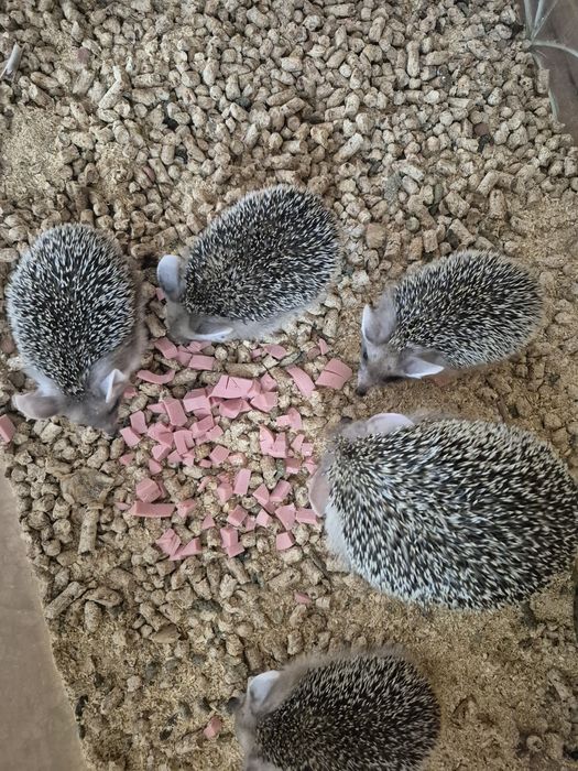 Продам Ушастых ёжиков.