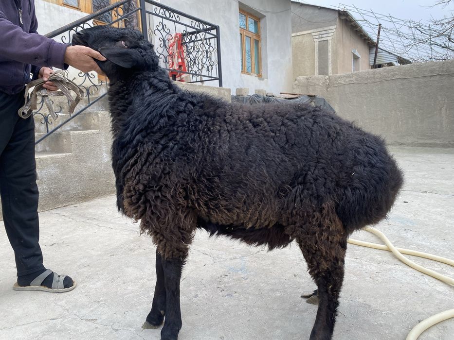 Кузи сотилади зотлиси