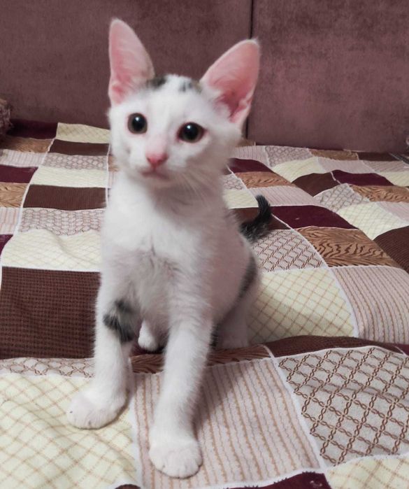 Котята в добрые ручки.