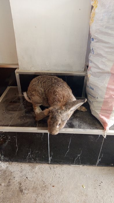 Продаются месячные крольчата