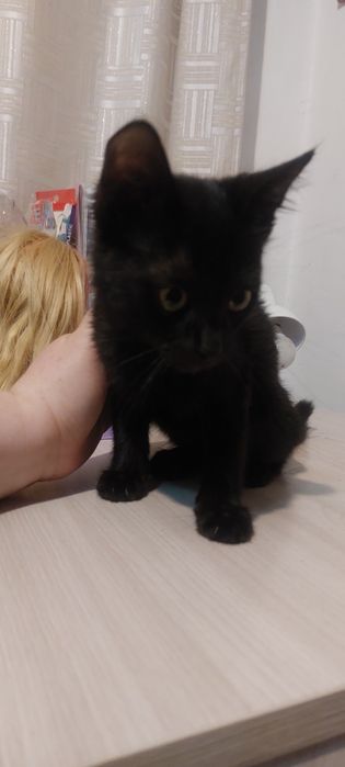 Отдам котёнка мальчика