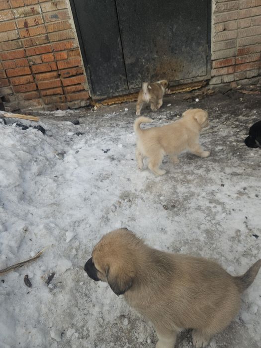 Отдам месячных щинят даром