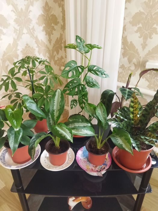 Комнатные цветы продам