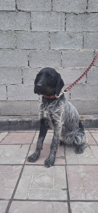 Продам щенка дратхаар сука